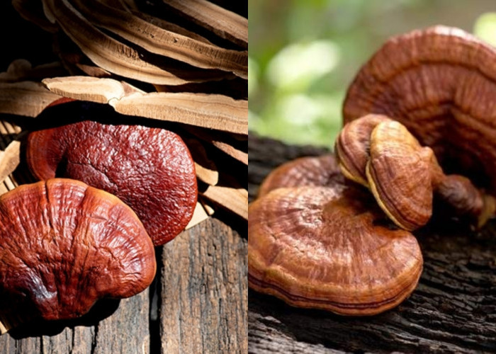 Mengurangi Stres Dan Membantu Tidur Lebih Lenyak: Ini Manfaat Jamur Ganoderma Yang Harus Kalian Tahu