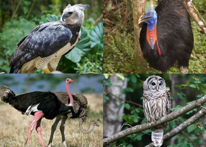 Dari Elang hingga Kasuari, Ini 6 Burung Paling Berbahaya di Dunia