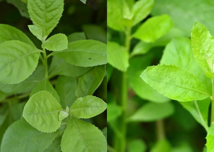 Inilah Manfaat Daun Beluntas Tak Perlu Diragukan Lagi