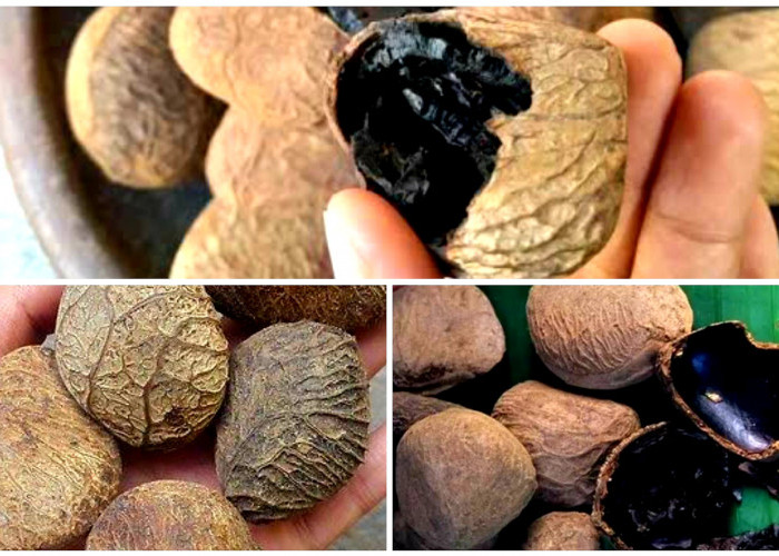 Kluwek. Buah Beracun yang Bisa Jadi Obat. Begini Cara Memanfaatkannya!