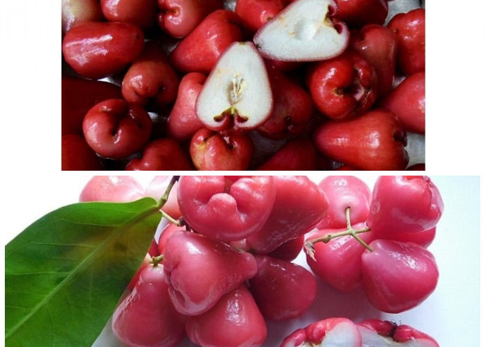 Rahasia di Balik Jambu Air: 10 Khasiat Hebat untuk Kesehatan Tubuh