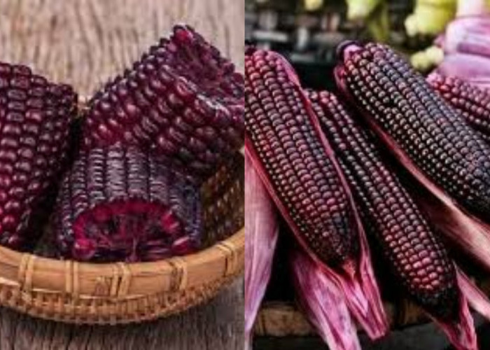 Yuk Lihat Disini Manfaat Dari Jagung Ungu Untuk Kesehatan Tubuh Yang Luar Biasa!