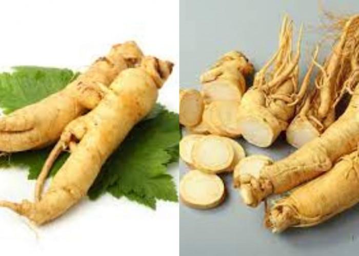 Wajib Tahu Inilah Teryata Manfaat Ginseng Yang Luar Bisa!