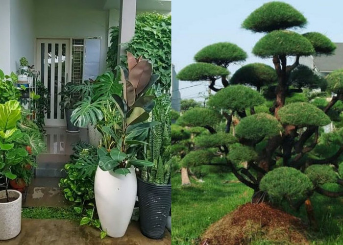 Tanaman Hias Depan Rumah Tahan Panas, Rumah Jadi Lebih Sejuk!