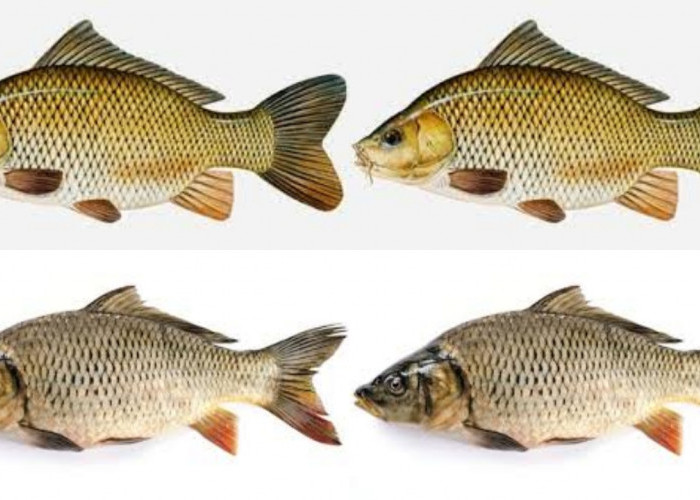 7 Manfaat dan Kandungan Ikan Mas bagi Kesehatan Yang Perlu Kalian Tahu!