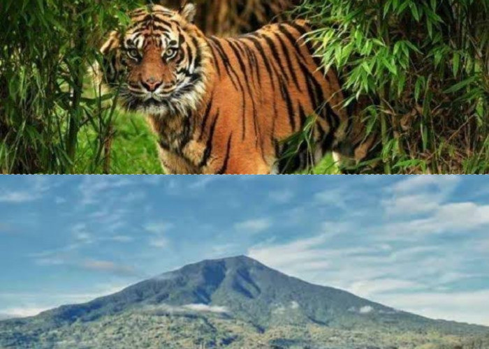Menelusuri Legenda 7 Manusia Harimau di Gunung Singgalang: Pesona Alam dan Mitos yang Memikat
