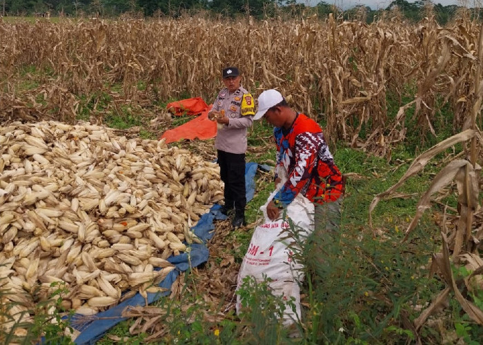 Kawal Panen Jagung, Bukti Nyata Dukungan untuk Kesejahteraan Petani