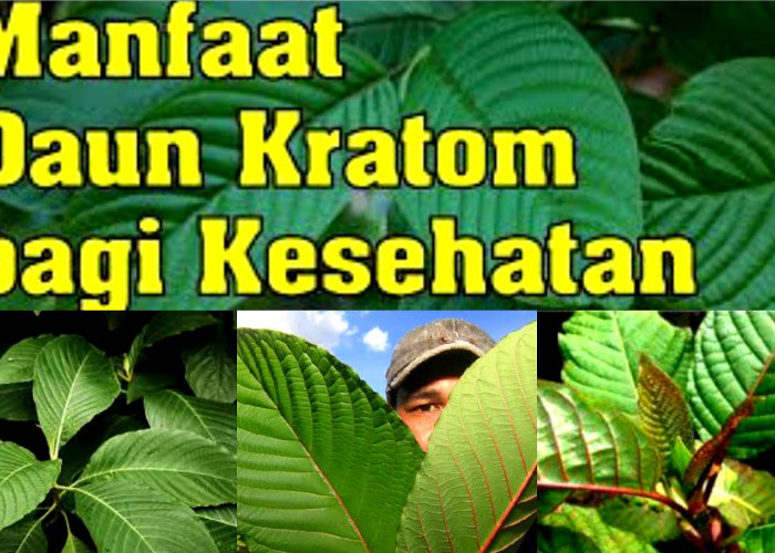 Daun Surga yang Berkhasiat? Segudang Manfaat Daun Kratom di Dunia Medis