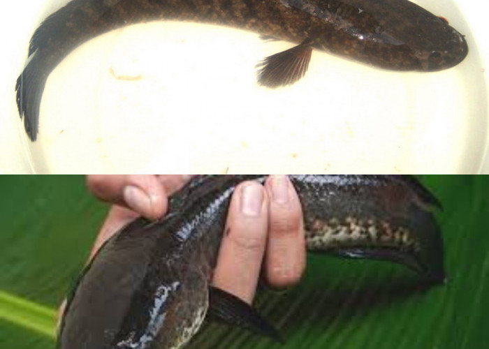 Ikan Gabus, Berikut 9 Keuntungan dan Hal-Hal yang Perlu Diketahui Sebelum Menyantapnya!