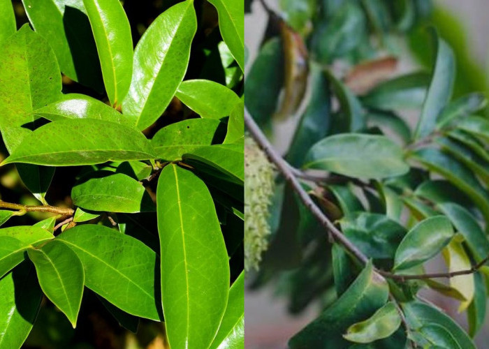 Daun Sirsak, Herbal Serbaguna dengan Segudang Manfaat untuk Tubuh!