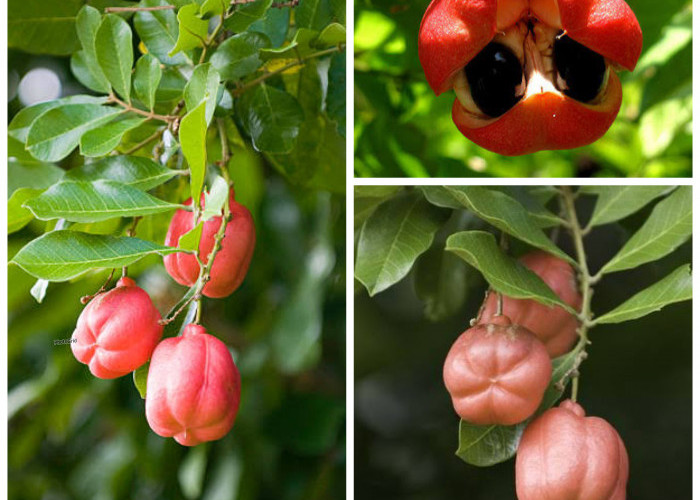 Mengungkap Manfaat Buah Ackee bagi Kesehatan Tubuh: Sumber Gizi yang Kaya namun Perlu Konsumsi Bijak!