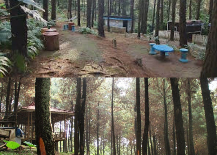 Wana Wisata Bukit Pinus Wonosalam yang Dimanfaatkan Untuk Libur Imlek 2024!