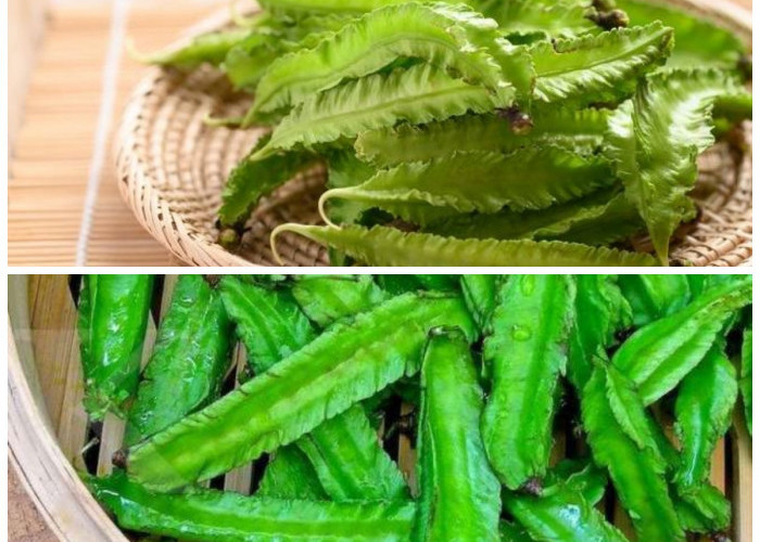 Bukan Sayur Biasa! Intip 9 Manfaat Kecipir untuk Kesehatan Anda