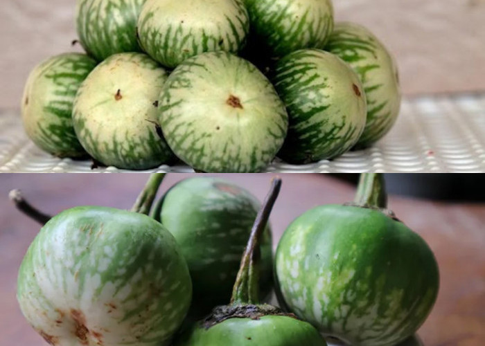 7 Khasiat Terong Bulat bagi Kesehatan Otak dan Tubuh!