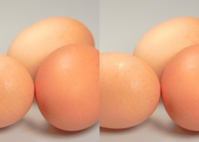 Mendukung Kesehatan Otak Teryata Ini Guys Manfaat Dari Telur Yang Jarang Diketahui! 