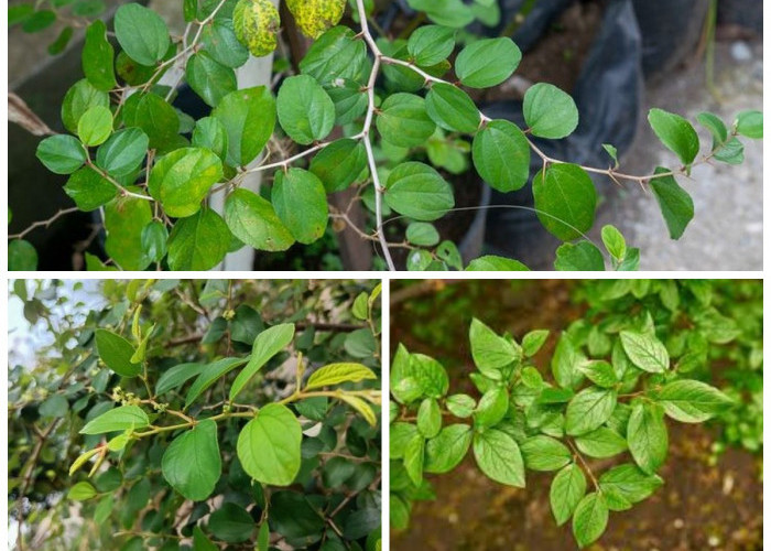 7 Khasiat dan Manfaat Daun Bindara bagi Kesehatan Tubuh: Rahasia Herbal Tradisional yang Jarang Diketahui