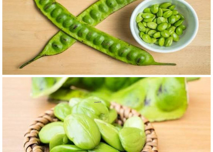 Jangan Salah Paham! Ini Deretan Manfaat Petai untuk Kesehatan yang Jarang Diketahui!