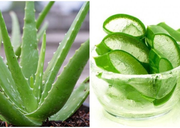 Perlu Kalian Tahu! Inilah Manfaat lidah buaya untuk kesehatan dan kecantikan 