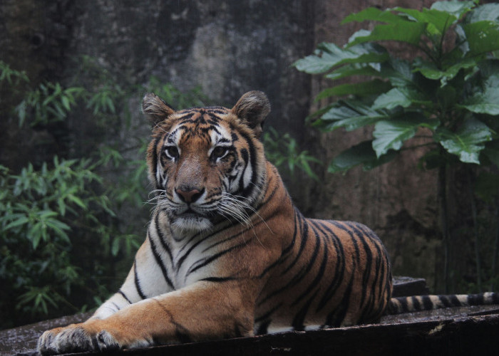 Heboh, Warga Bengkulu Utara Temukan Jejak Harimau Besar di Sekitar Rumah