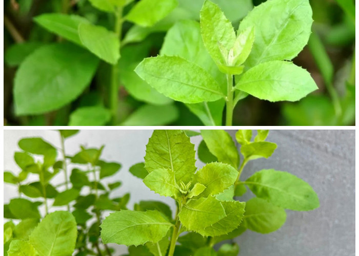 Khasiat Daun Beluntas: Herbal Tradisional yang Ampuh untuk Menjaga Kesehatan