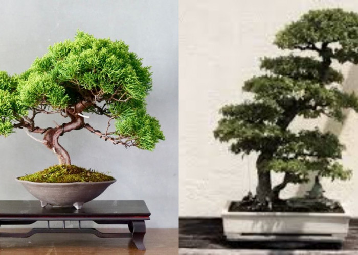 Tanaman Bonsai Terbaik 2026, Agar Halaman Depan Rumah Terlihat Lebih Hidup!