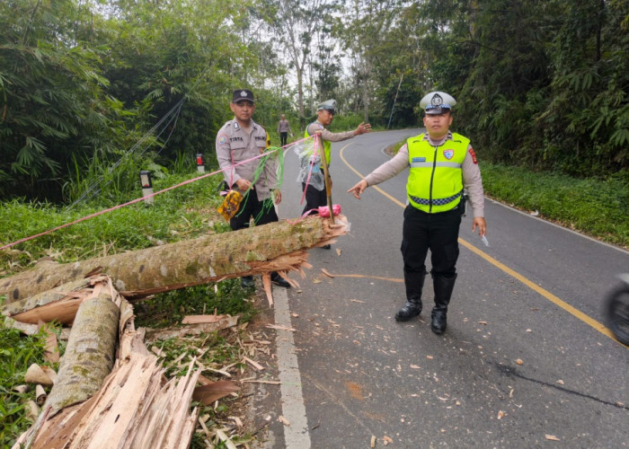 Respon Cepat Satlantas Tangani Pohon Tumbang di Akses Pagar Alam - Lahat