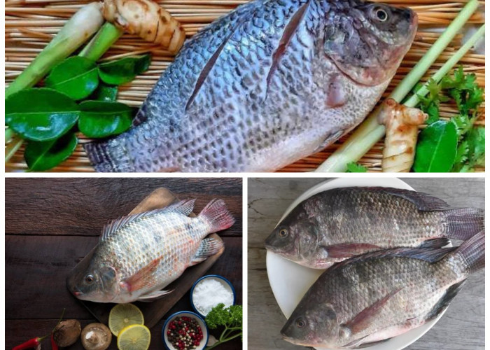 Mengenal Manfaat Ikan Mujair bagi Kesehatan: Sumber Gizi Murah, Lezat, dan Menyehatkan!