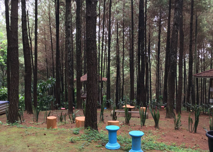 Inilah Wisata Bukit Pinus Wonosalam yang Lagi Hits 