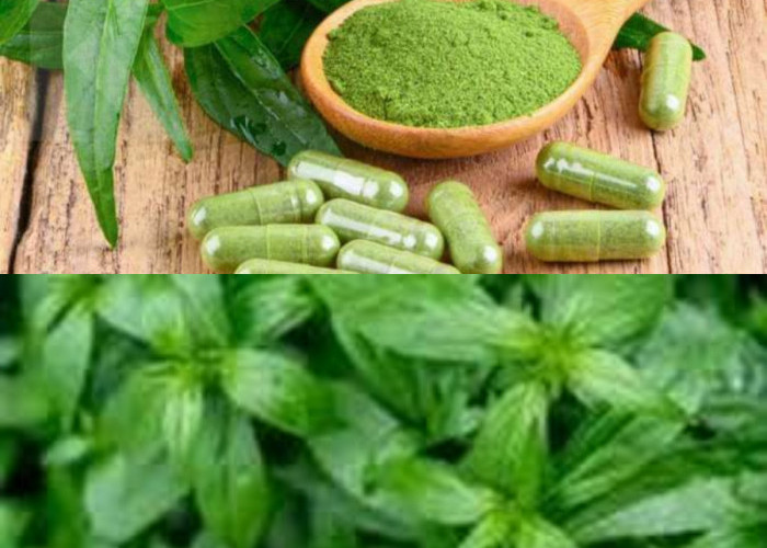 Manfaat Rutin Mengonsumsi bSambiloto Bagi Kesehatan Tubuh !