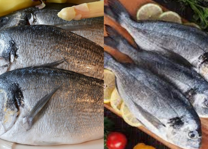 Jarang Diketahui! Inilah Manfaat Ikan Laut Untuk Kesehatan Tubuh!