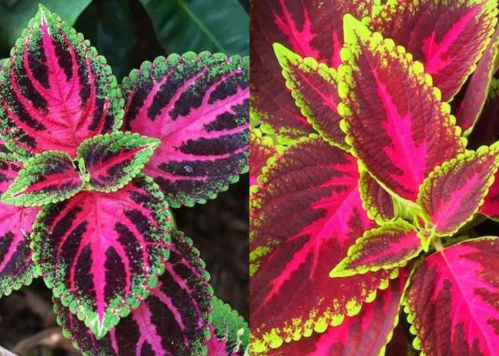 Teryata Ini Guys Manfaat Daun Miana Untuk Kesehatan Yang Luar Biasa! 