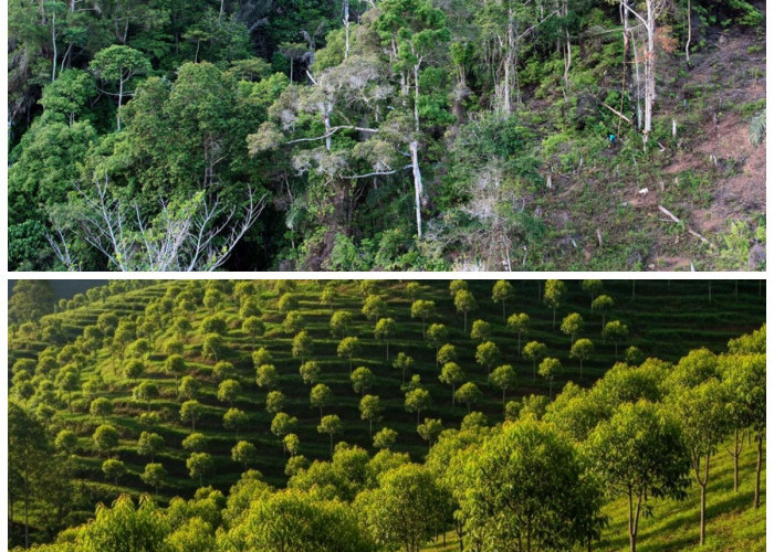 Lindungi Rumah dari Longsor: 7 Jenis Pohon Kuat Penahan Tanah di Daerah Perbukitan