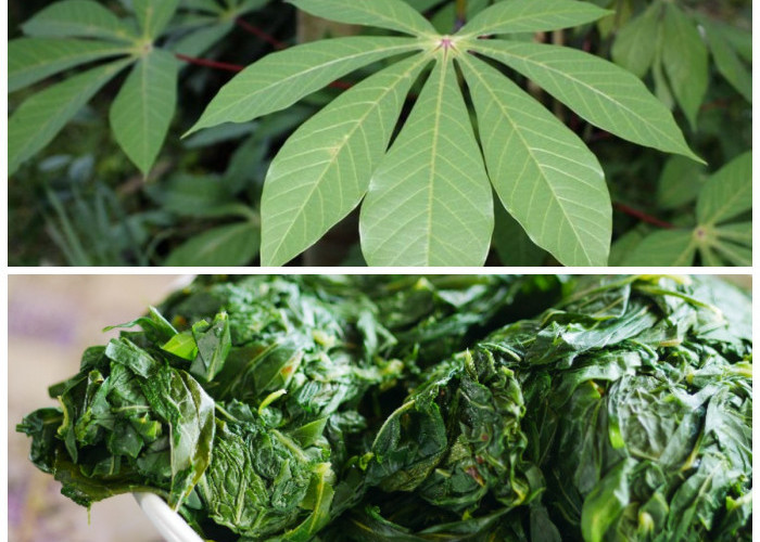 Kandungan Gizi dan Tips Mengolah Daun Singkong yang Aman bagi Ibu Hamil