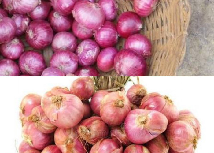 Kaya Kandungan Alami: Ketahui Inilah 7 Manfaat Hebat Bawang Dayak untuk Menjaga Kesehatan Tubuh!