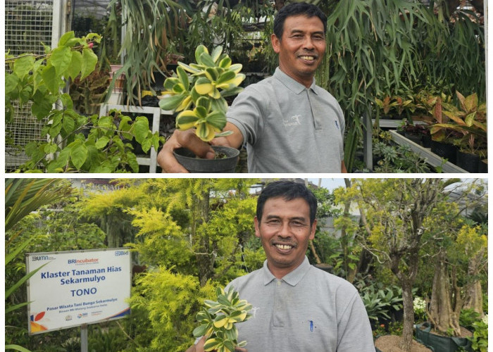 Dukung Ekonomi Warga, Klaster Usaha Tanaman Hias Binaan BRI Tumbuh Makin Subur