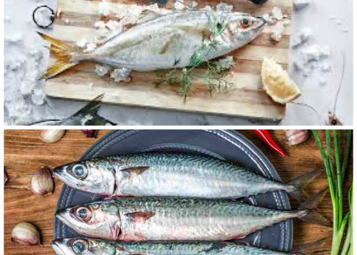7 Manfaat Ikan Tenggiri bagi Kesehatan Tubuh: Sumber Gizi Laut yang Kaya Nutrisi!