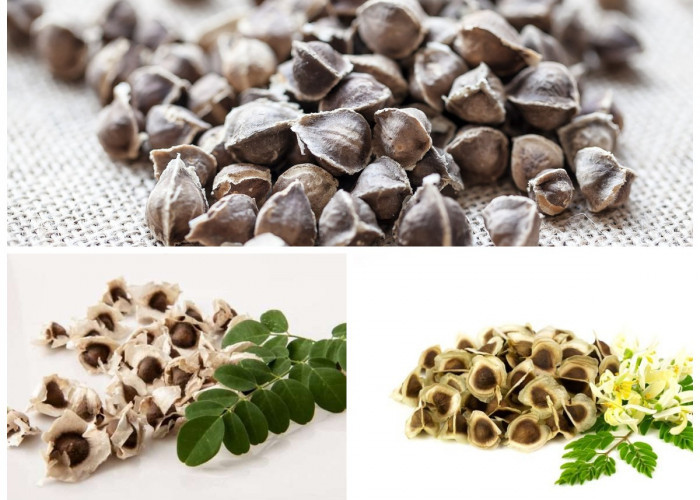 Manfaat Biji Kelor bagi Kesehatan: Rahasia Superfood Alami yang Kaya Nutrisi dan Khasiat!