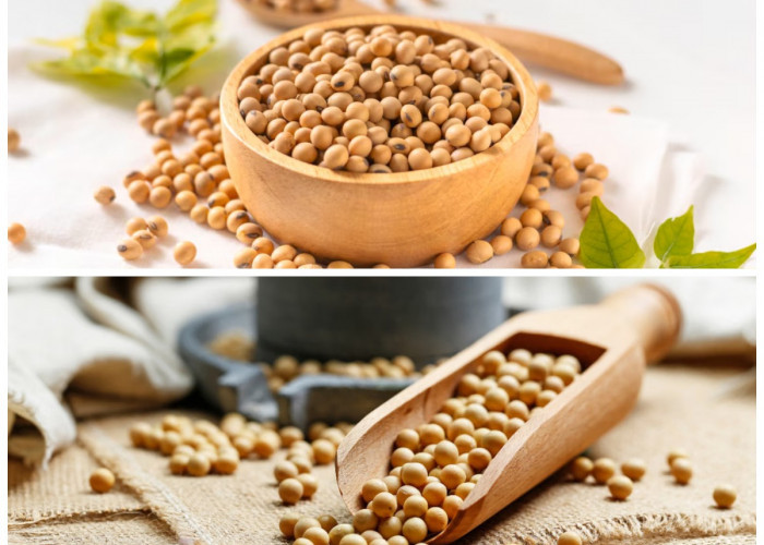 Manfaat Kacang Kedelai untuk Kesehatan Tubuh: Sumber Protein Nabati yang Kaya Nutrisi dan Baik untuk Jantung! 