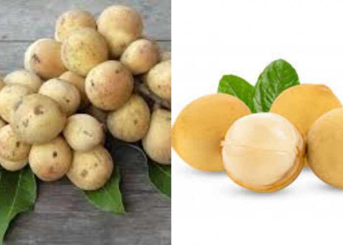 Wow! Inilah Beragam Manfaat Buah Duku Untuk Kesehatan Yang Luar Biasa