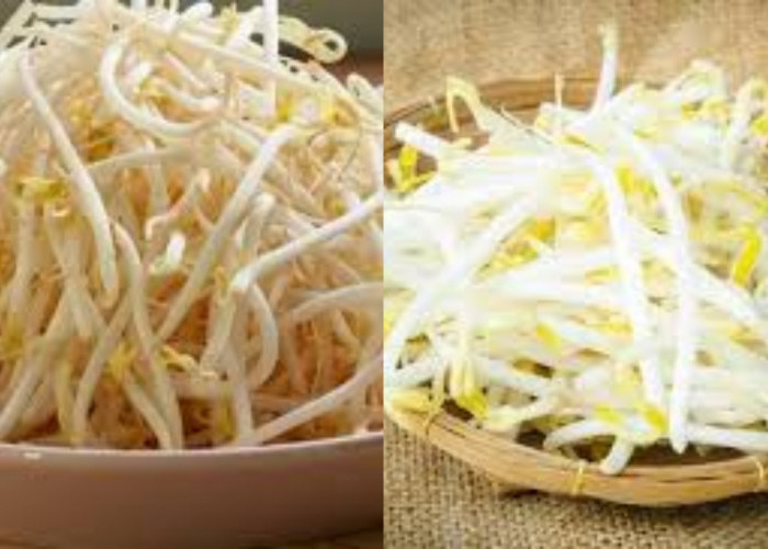 Meningkatkan Kesuburan Inilah Manfaat Toge Untuk Kesehatan Yang Jarang Diketahui!