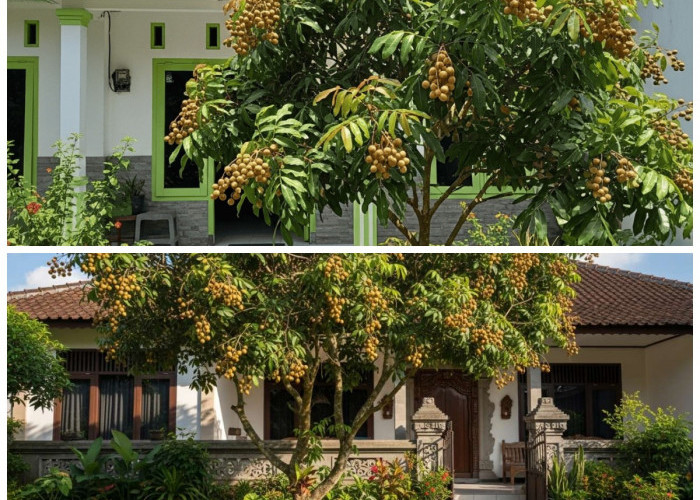 5 Varian Pohon Kelengkeng Mini yang Pas untuk Halaman Rumah Kecil