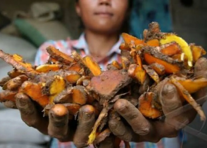 Tumbuhkan Kesehatan dengan Obat Tradisional Suku Sakai: Sudahkah Anda Mencobanya?