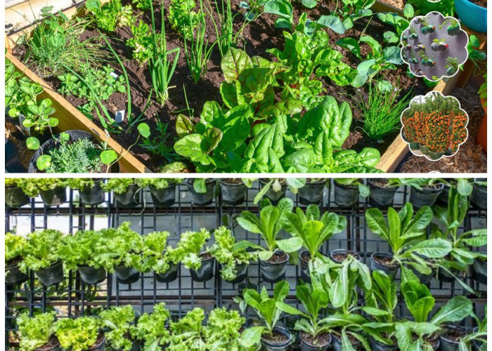 Cara Membuat Kebun Sayur Hidroponik di Lahan Sempit: Solusi Hemat dan Sehat untuk Panen Sayur Organik di Rumah