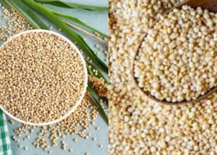 Inilah Kandungan Gizi Tepung Sorgum Dan Manfaatnya Yang Luar Biasa