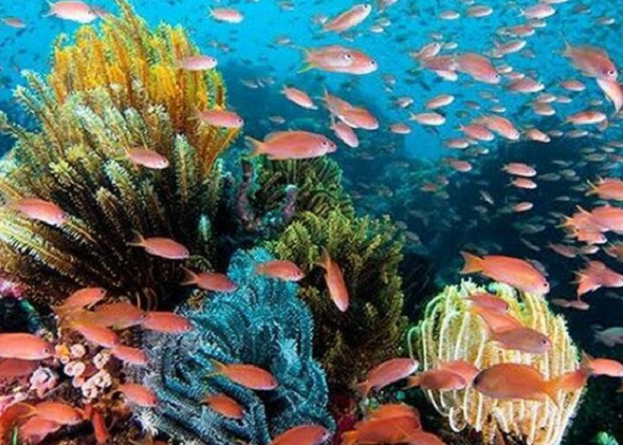 4 Lokasi Snorkeling di Wakatobi yang Punya Keindahan yang Mempesona, Cocok Untuk Pemula!