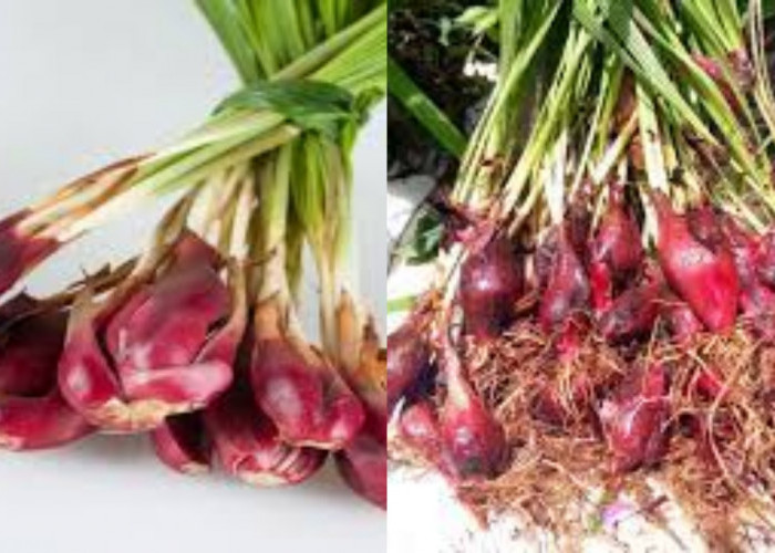 Ketahui Inilah 7 Manfaat Bawang Dayak Untuk Kesehatan Yang Luar Biasa!