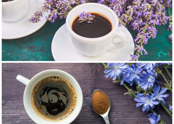 Kopi Chicory, Kopi Kafein Rendah yang Menawan Lidah dan Menyehatkan Tubuh!