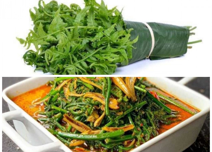 Rahasia Sehat dari Alam: Manfaat Pakis untuk Imunitas dan Tubuh Bugar