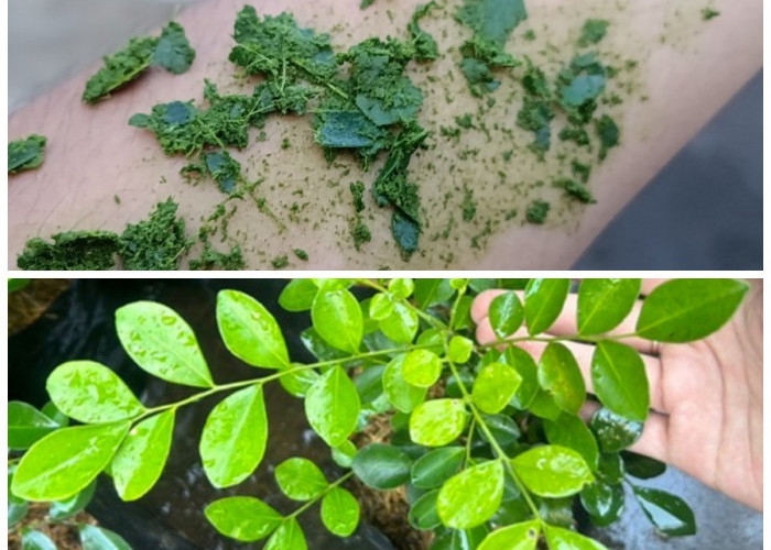 Rahasia Daun Kemuning: Herbal Tradisional untuk Tubuh Sehat dan Kulit Cantik Alami!