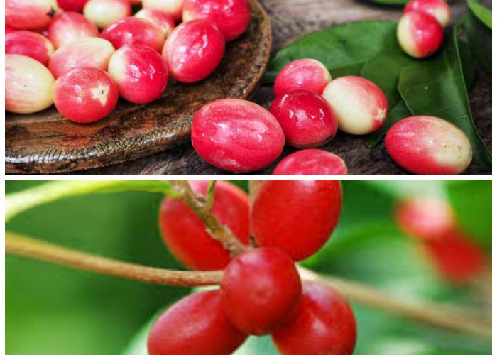 Miracle Fruit: Buah Ajaib yang Mengubah Rasa dan Menyehatkan Tubuh